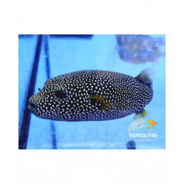 AROTHRON MELEAGRIS RARE PUFFER XL