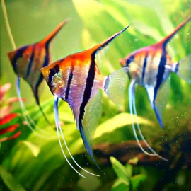 PTEROPHYLLUM AMAPA RED BACK escalar amapa red back M