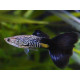 Guppy macho piel serpiente azul