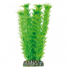 Ambulia de AQUATIC PLANTS 21cm