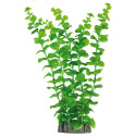 Bacopa australis de AQUATIC PLANTS 28cm