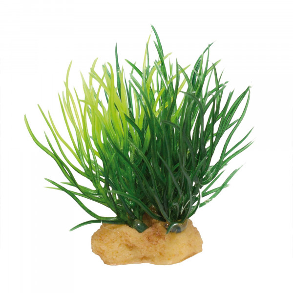 Planta ‘MAGIC PLANTS’ model 2 (3 u)