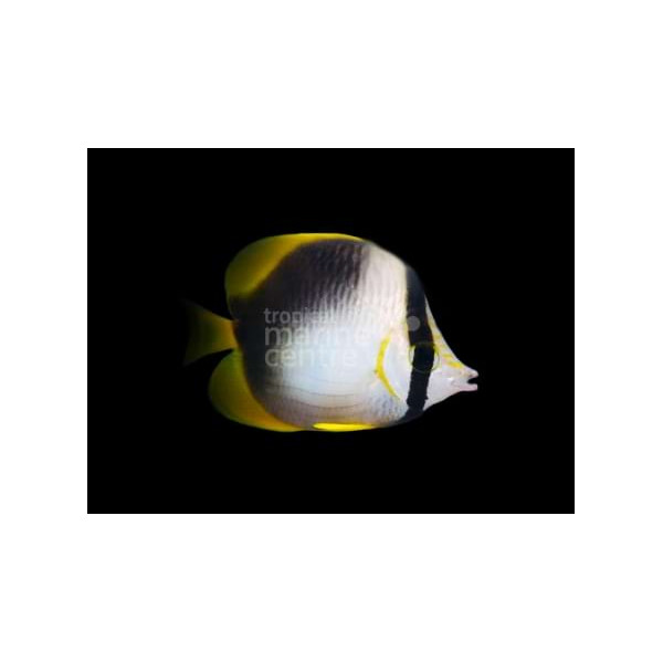 Chaetodon leucopleura