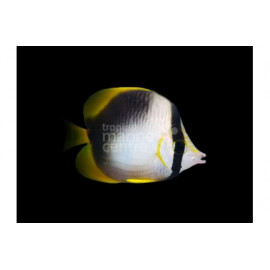 Chaetodon leucopleura