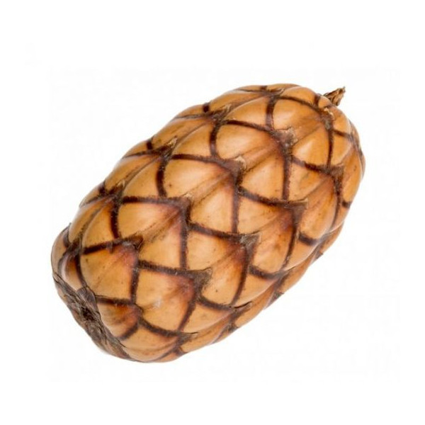 COCO ORINOCENSIS