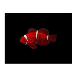 Premnas biaculeatus Maroon Clown L