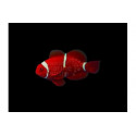 Premnas biaculeatus Maroon Clown L