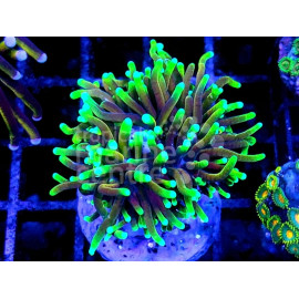 Euphyllia glabrescens Dragon Soul esqueje 2 caps CITES: 23PTLX01368I