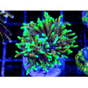 Euphyllia glabrescens Dragon Soul esqueje 2 cabezas 