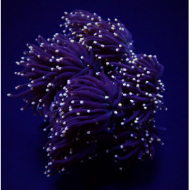 Euphyllia glabrescens (Premium) frag