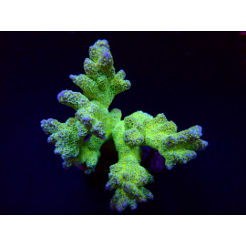 Montipora malampaya frag