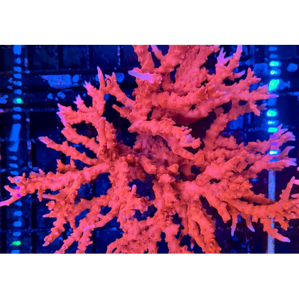 montipora setosa TNT XXL