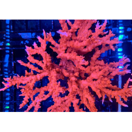 montipora setosa TNT XXL