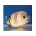 CHAETODON CAPISTRATUS S