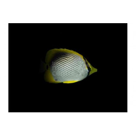 Chaetodon melannotus M