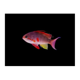 Pseudanthias cheirospilos