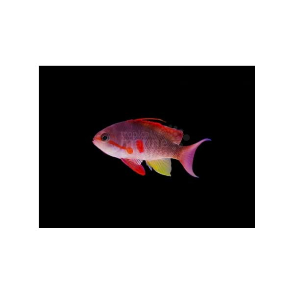 Pseudanthias cheirospilos