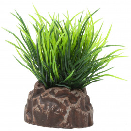 Planta ‘MAGIC PLANTS’ (5 cm)