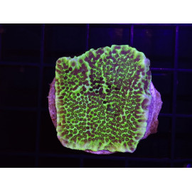 MONTIPORA CAPITATA esqueix