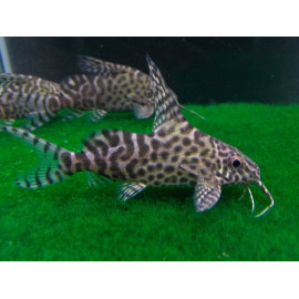 SYNODONTIS EUPTERUS L