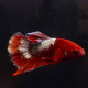 BETTA MACHO PLAKAT HELLBOY