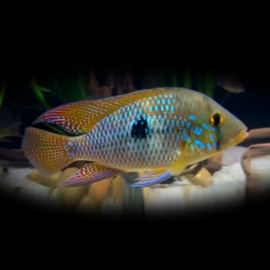 Geophagus brasiliensis M