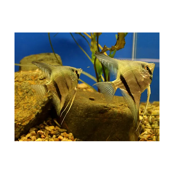 PTEROPHYLLUM SCALARE RIO ITAYA BLUE M