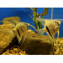 PTEROPHYLLUM SCALARE RIO ITAYA BLUE M