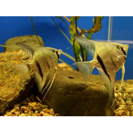 PTEROPHYLLUM SCALARE RIO ITAYA BLUE M