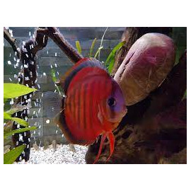 Discus deluxe merah M