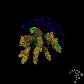 Acropora M Australia TMC CITES: 24PTLX01082I