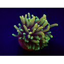 Euphyllia glabrescens (Orange-Yellow) 