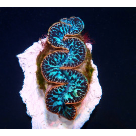 Tridacna maxima (Blue) (Ultra) (Pacific) CITES: 24NL326025/11