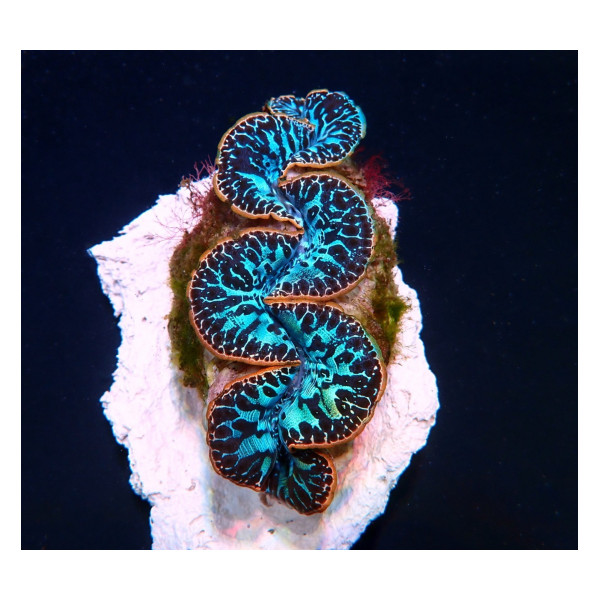 Tridacna maxima (Blue) (Ultra) (Pacific)