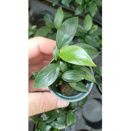 Anubias nana mini BSP