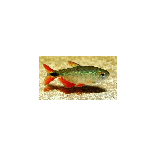 TETRA BUENOS AIRES 3-3.5 CM