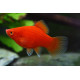 PLATY CORAL DARK RED 2.5-3CM BSF (XIPHOPHORUS MACULATUS)