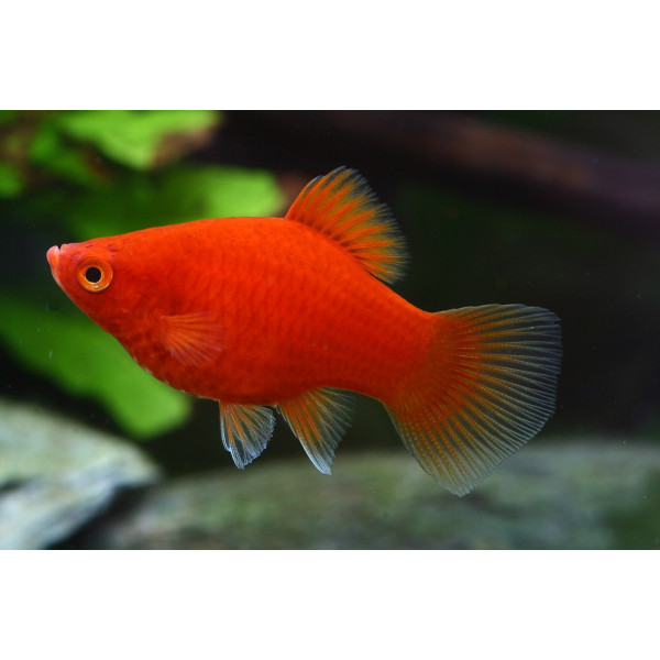 PLATY CORAL DARK RED 2.5-3CM BSF (XIPHOPHORUS MACULATUS)