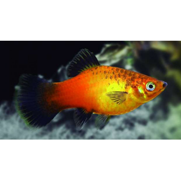 PLATY SUNSET 2.5-3CM (XIPHOPHORUS MACULATUS)