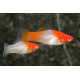 XIPHO SANTA CLAUS 3-3.5CM (XIPHOPHORUS HILLERI)