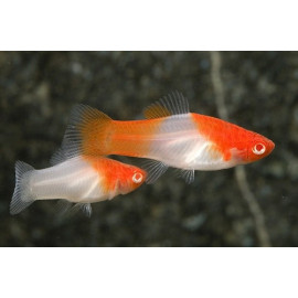 XIPHO KOHAKU/SANTA CLAUS XIPHOPHORUS HILLERI