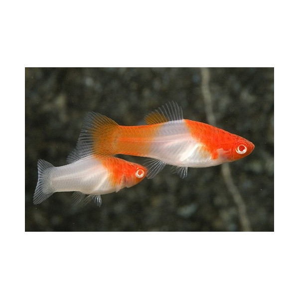 XIPHO SANTA CLAUS 3-3.5CM (XIPHOPHORUS HILLERI)