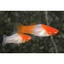 XIPHO SANTA CLAUS 3-3.5CM (XIPHOPHORUS HILLERI)