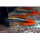 APISTOGRAMMA AGASSIXII ALENUQER RED TAIL PAIRS