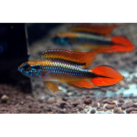 APISTOGRAMMA AGASSIXII ALENUQER RED TAIL PAIRS