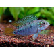 APISTOGRAMMA AGASSIXII ALENUQER RED TAIL PAIRS