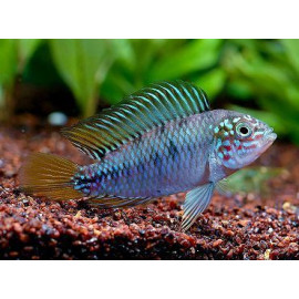 APISTOGRAMMA BORELLII BLUE