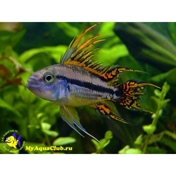 APISTOGRAMMA AGASSIXII ALENUQER RED TAIL PAIRS