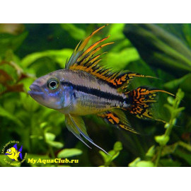 APISTOGRAMMA CACATUOIDES HALF ORANGE