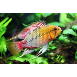 APISTOGRAMMA AGASSIXII ALENUQER RED TAIL PAIRS